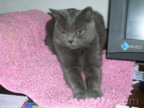 Photo de Chartreux