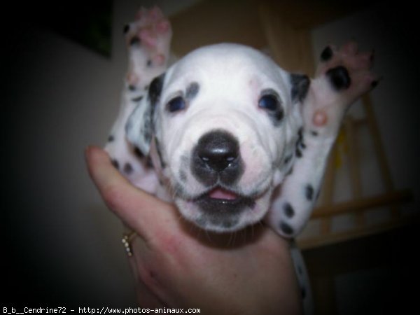 Photo de Dalmatien