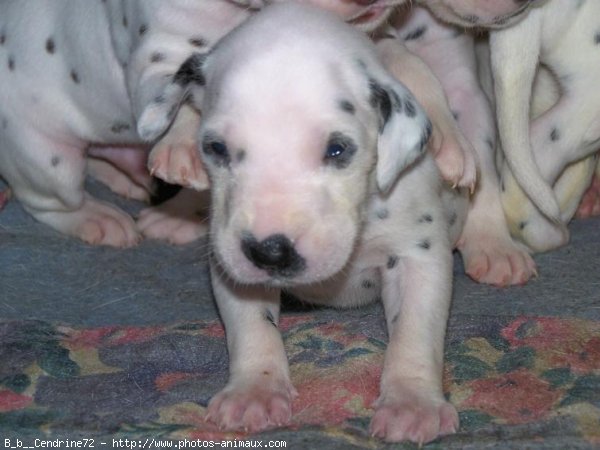 Photo de Dalmatien