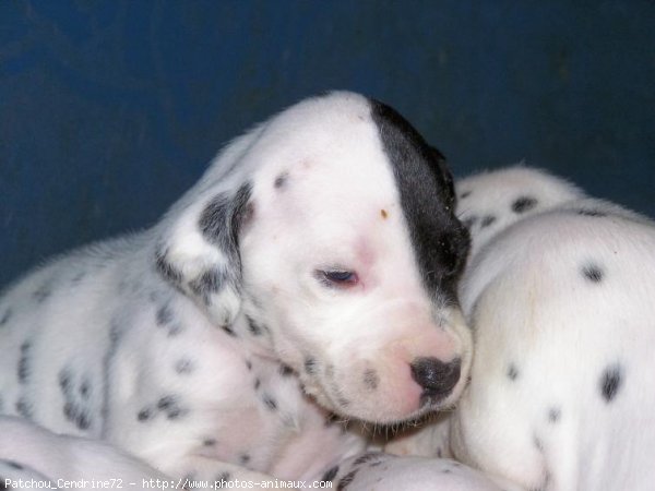 Photo de Dalmatien