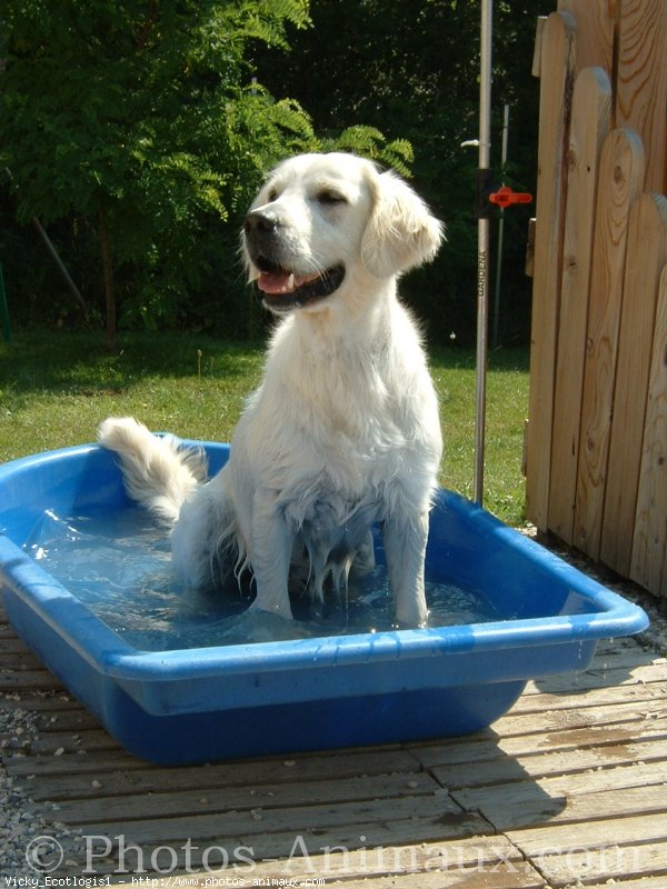 Photo de Golden retriever