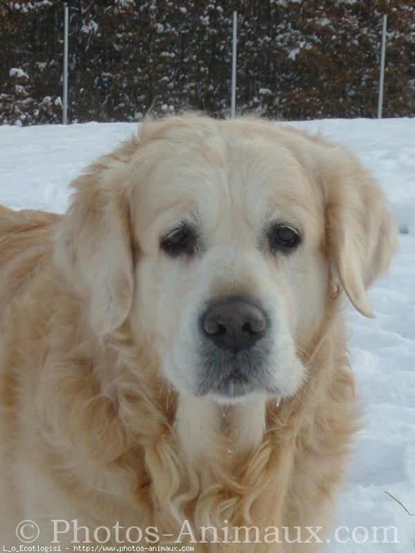 Photo de Golden retriever