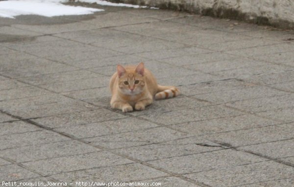 Photo de Chat domestique