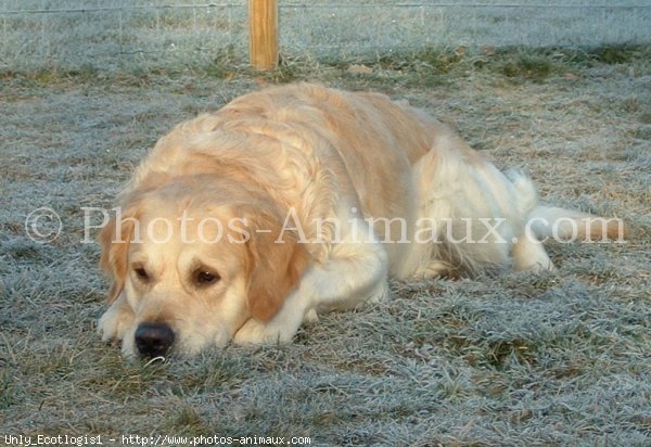 Photo de Golden retriever