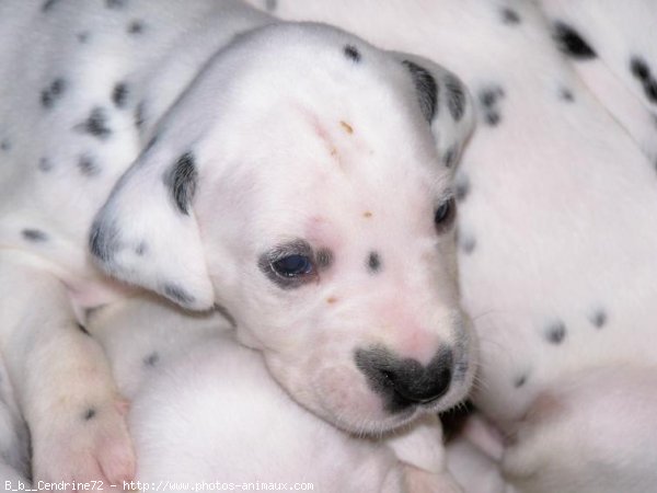 Photo de Dalmatien