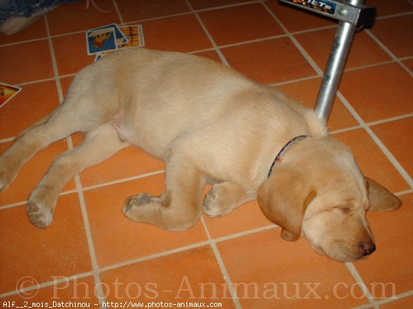 Photo de Labrador retriever