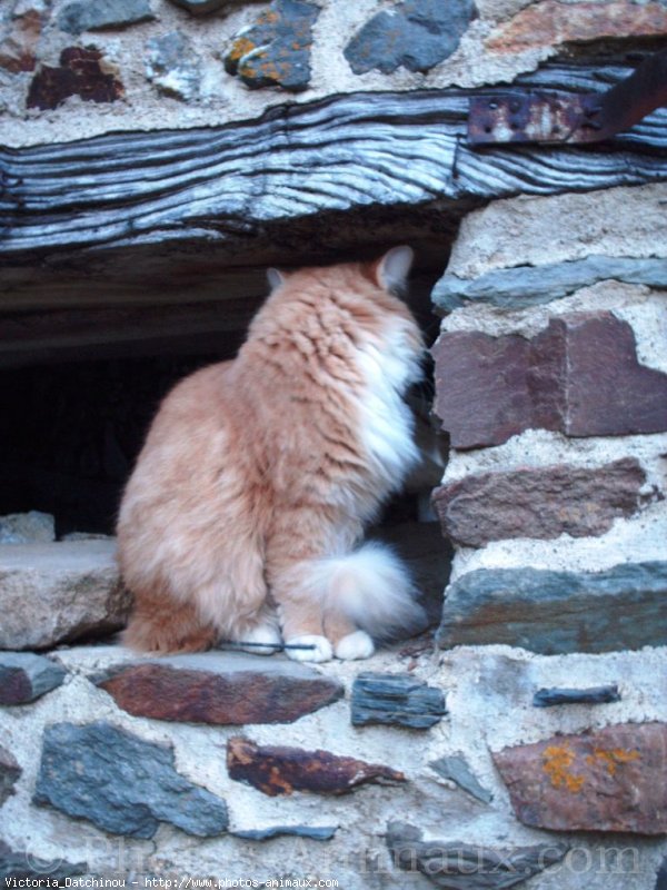 Photo d'Angora turc