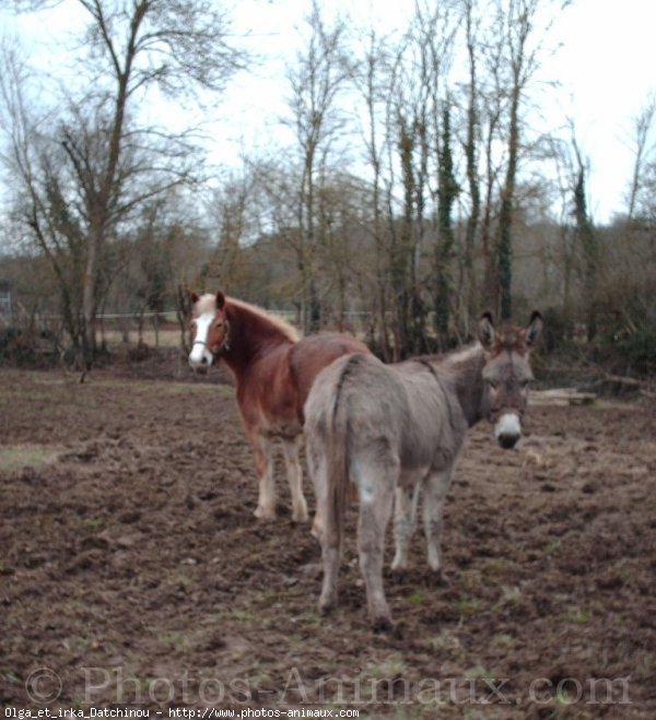 Photo de Races diffrentes