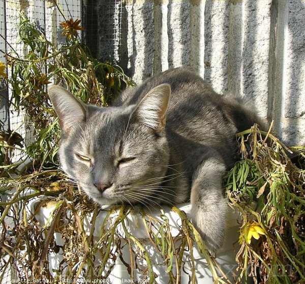 Photo de Chat domestique