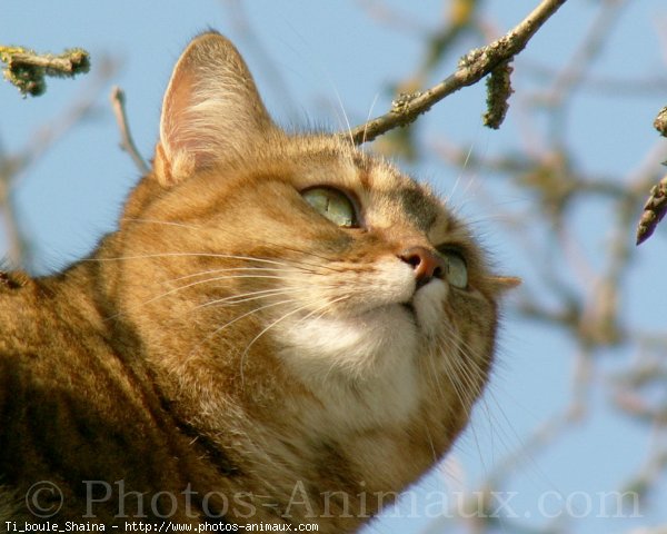 Photo de Chat domestique