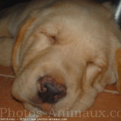 Photo de Labrador retriever