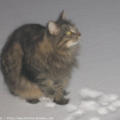 Photo de Chat domestique