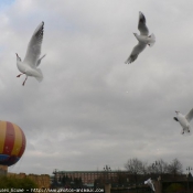 Photo de Mouette