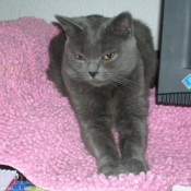 Photo de Chartreux