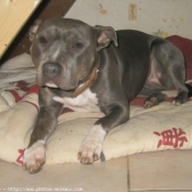 Photo d'American staffordshire terrier