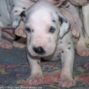 Photo de Dalmatien