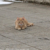 Photo de Chat domestique