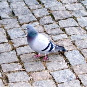 Photo de Pigeon