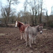 Photo de Races diffrentes