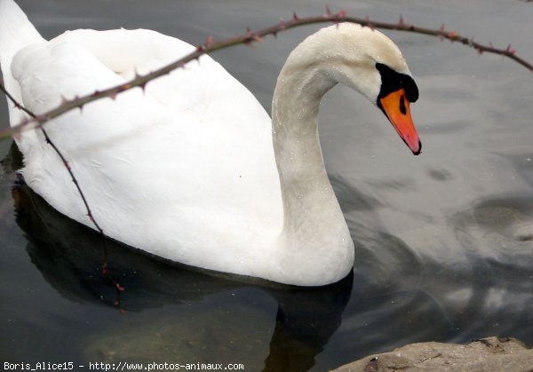 Photo de Cygne