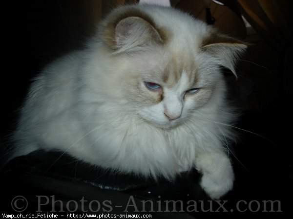 Photo de Ragdoll