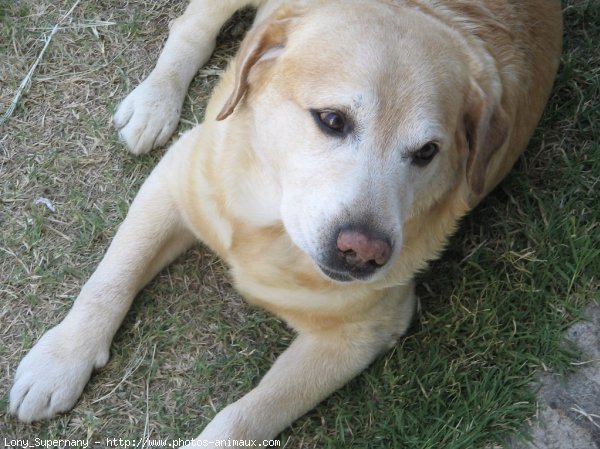 Photo de Labrador retriever