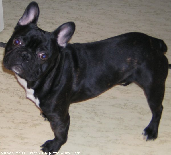 Photo de Bouledogue franais