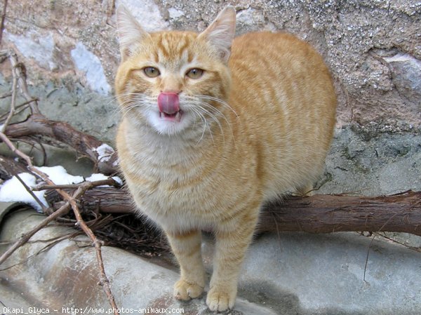 Photo de Chat domestique