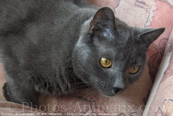 Photo de Chartreux