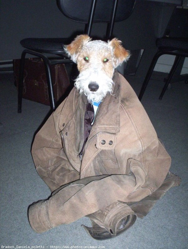 Photo de Fox terrier  poil dur