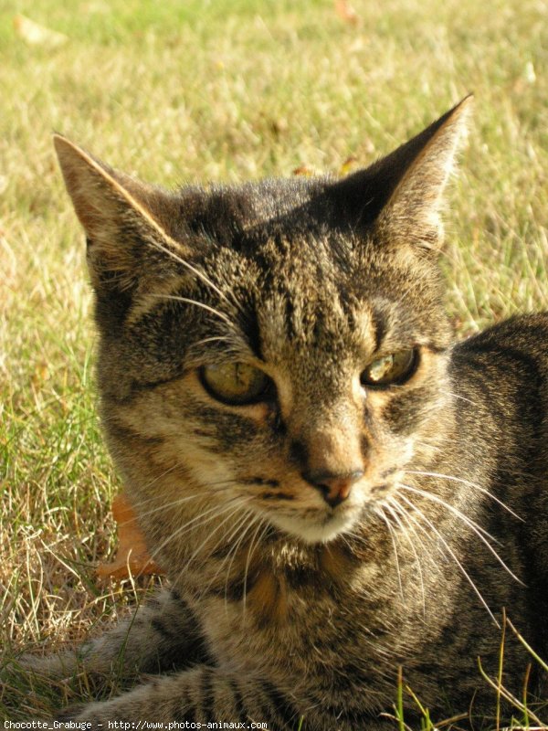 Photo de Chat domestique