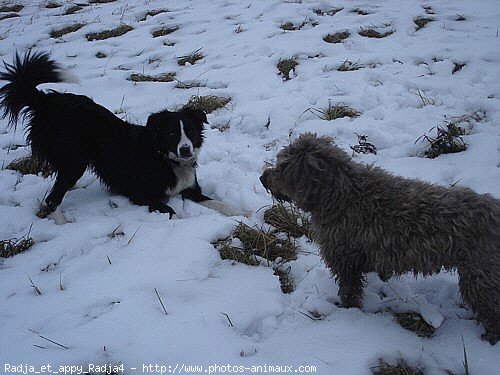 Photo de Races diffrentes