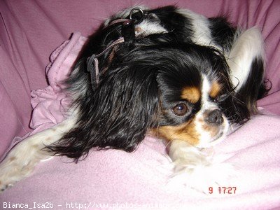 Photo de Cavalier king charles spaniel