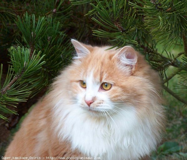 Photo de Chat domestique