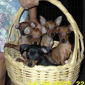 Photo de Pinscher nain