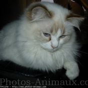 Photo de Ragdoll