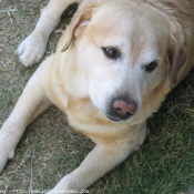 Photo de Labrador retriever