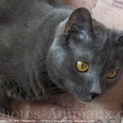 Photo de Chartreux