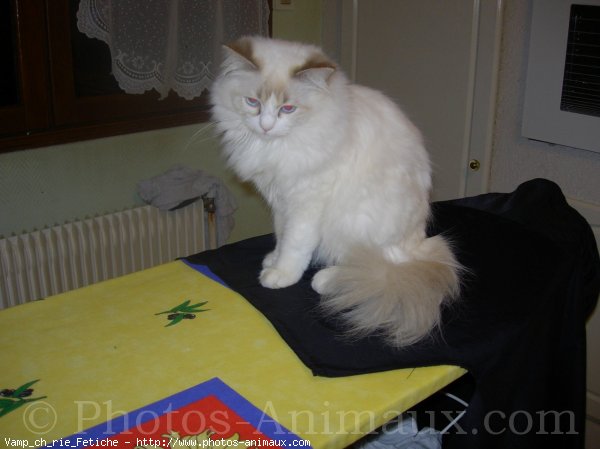 Photo de Ragdoll