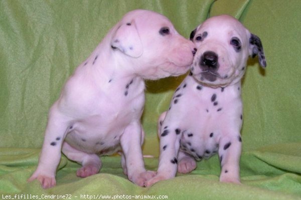 Photo de Dalmatien