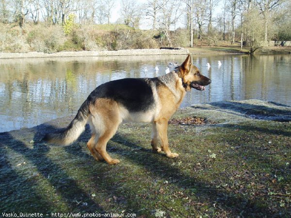 Photo de Berger allemand  poil court