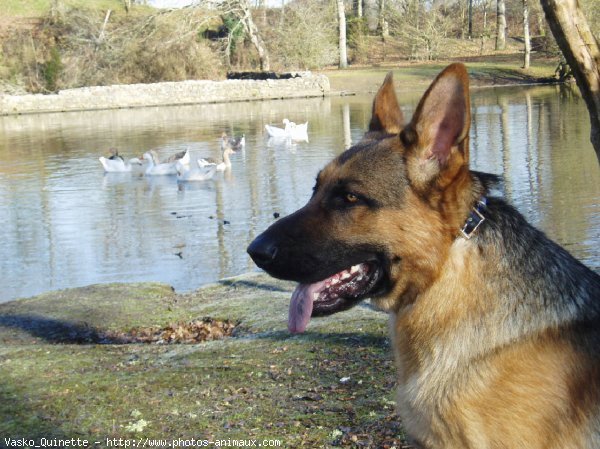 Photo de Berger allemand  poil court