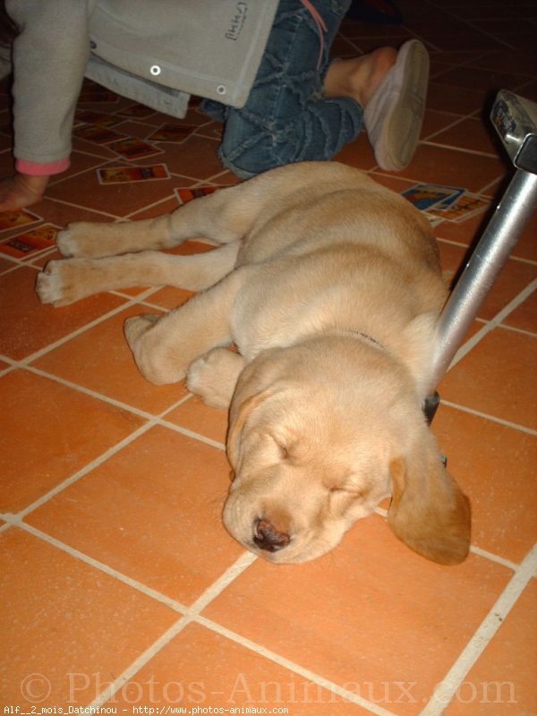 Photo de Labrador retriever