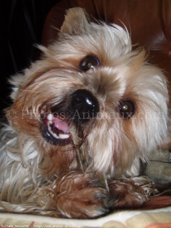 Photo de Yorkshire terrier