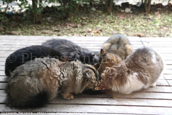 Photo de Chat domestique