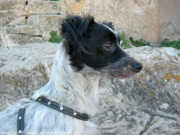 Photo de Croisement