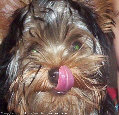 Photo de Yorkshire terrier