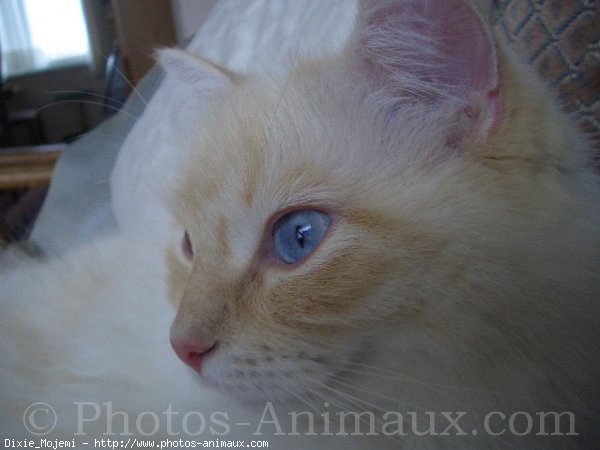 Photo de Ragdoll