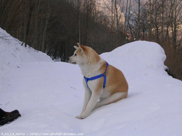 Photo d'Akita inu