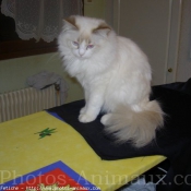 Photo de Ragdoll